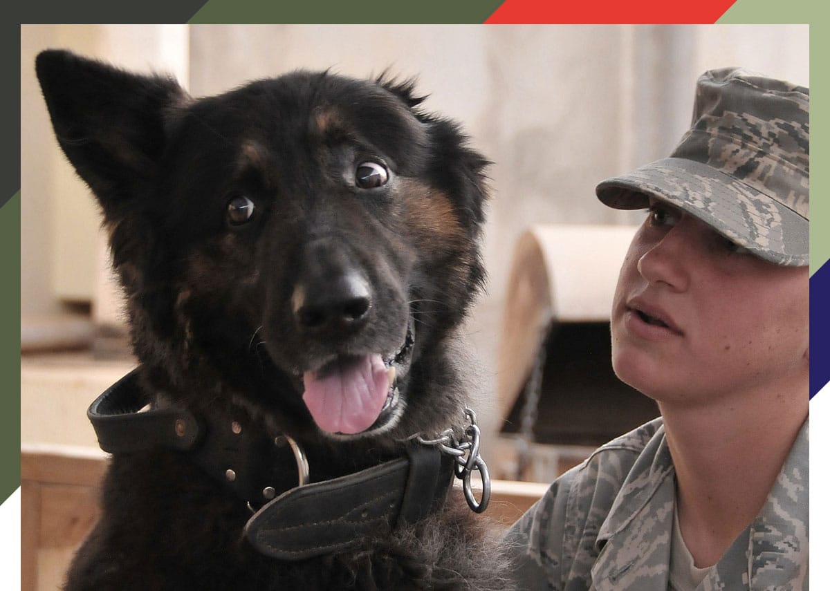 How Pets Can Help Veterans